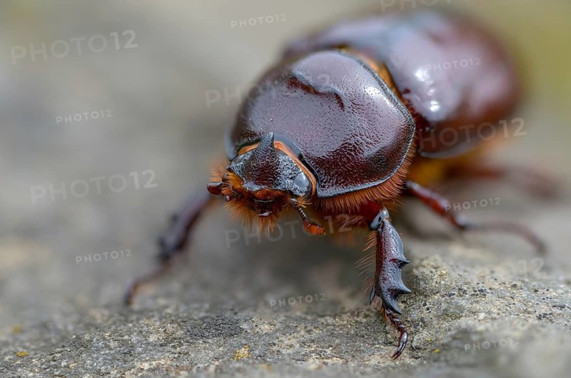 European rhinoceros beetle, rhinoceros beetle, oryctes nasicornis, rhinoceros beetle, beetle, coleoptera, insects, beetles