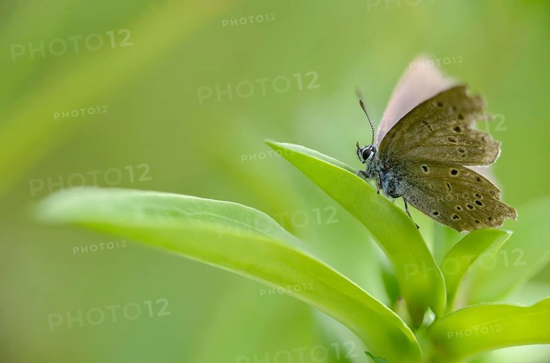 Glaucopsyche Alcon ssp. rebeli, glaucopsyche rebeli, cruciferous ant blue, maculinea rebeli, phengaris alcon ssp. rebeli, phengaris rebeli, flown off, butterfly, female, insects, butterfly, butterflies, butterflies, butterflies, female