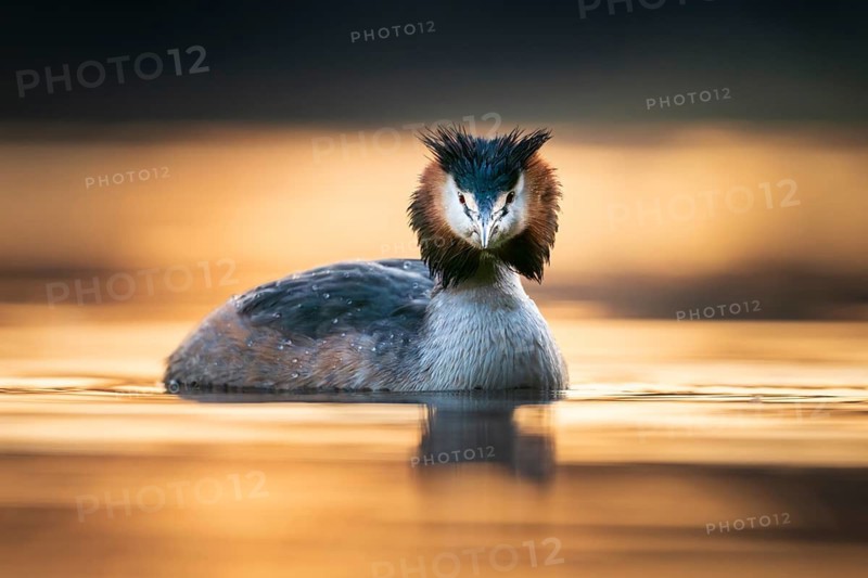 Great Crested Grebe (Podiceps cristatus), at sea at sunset, Zurich, Switzerland