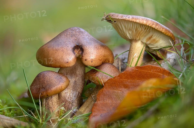 Bitter oak knight, Tricholoma ustaloides, fungi, fungi, mushrooms