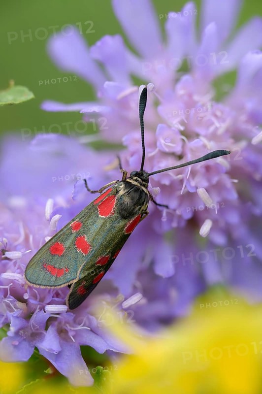 Carniolane burnet, eastern burnet moth, esparset ram, Carniola ram, zygaena carniolica, blood droplets, burnet, butterfly, high size, portrait format, insects, moths, moths, moths, butterfly, ram