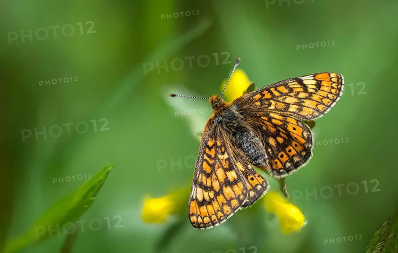 Bite-check moth, abbise-tick-moth, euphydryas aurinia, eurodryas aurinia, golden tick-moth, marsh fritillary, melitaea aurinia, scabiotic cheekmoth, butterfly, insects, butterfly, butterflies