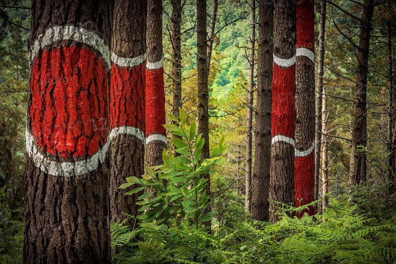 The painted forest Bosque de Oma, land art project in Kortezubi, Basque Country, Spain