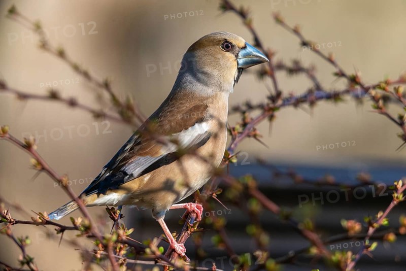 Coccothraustes Coccothraustes, Hawfinch, Heartbiters, Birds, Passeri, Songbirds, Birds