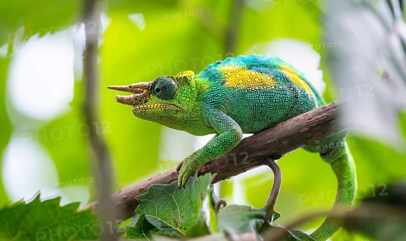 Three-horned chameleon (Trioceros jacksonii), male, between leaves on a branch, Bwindi Impenetrable Forest National Park, Uganda