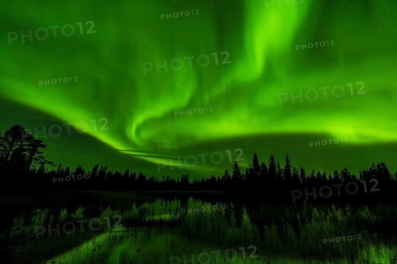 Northern Lights (Aurora borealis) reflected in a forest lake, Muddus National Park, Laponia World Heritage Site, Norrbotten, Lapland, Sweden, September 2020