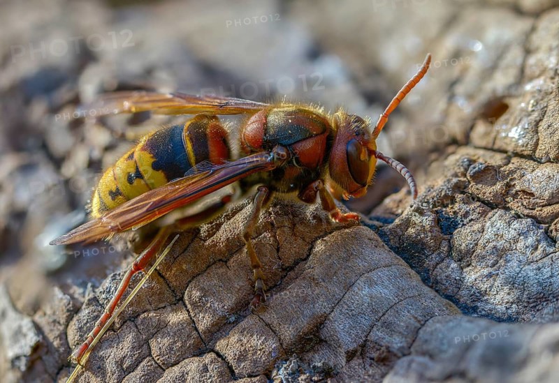 Real wasps, European hornet, hymenoptera, vespa crabro, wrinkle wasps, hornet, insects, insects
