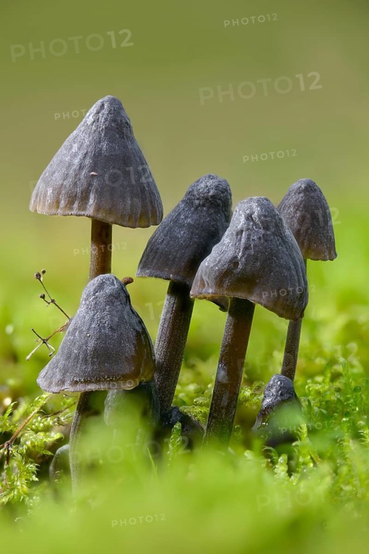 Helmet, Milk-Drop Mycena, Mycena Galopus var. Nigra, Mycena Leucogala, White-Milking Helmet var., White-Milking Black-Helmet, Fungus, High Size, Portrait Format, Milking Bonnet, Milky Mycena, Mushrooms