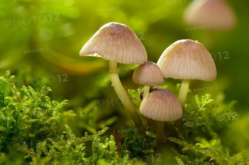 Yellow-edged helmet, yellowing helmet, grey-yellow helmet, ivory bonnet, Mycena flavescens, olive yellow helmet, fungi, mushrooms