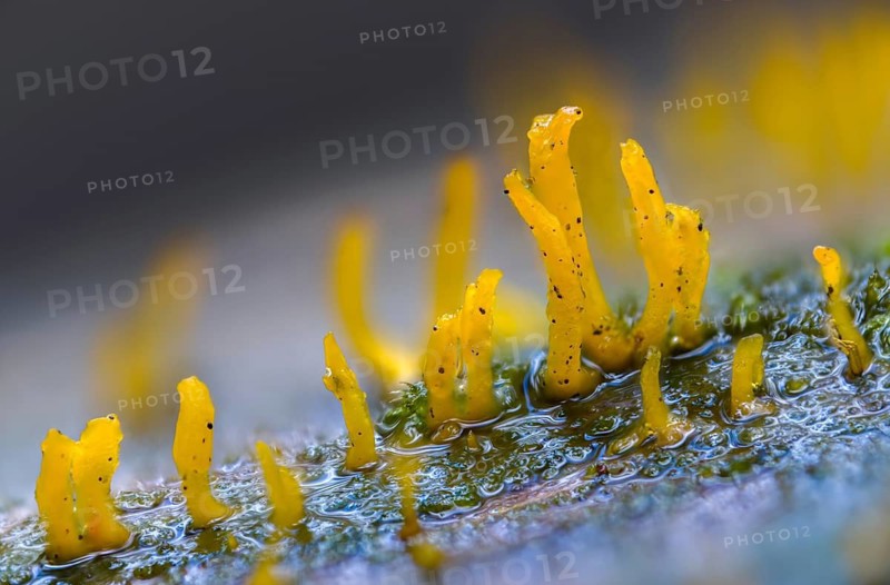 Calocera cornea, oak horn, hardwood horn, pink-shaped horn, small stagshorn, fungi, fungus, mushrooms