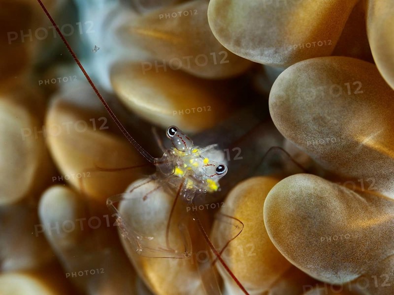 Smits' bubble coral shrimp (Palaemonella smiti) amongst corals with brown and yellow markings, delicate, transparent tentacles, dive site: Spice Reef, Penyapangan, Bali, Indonesia