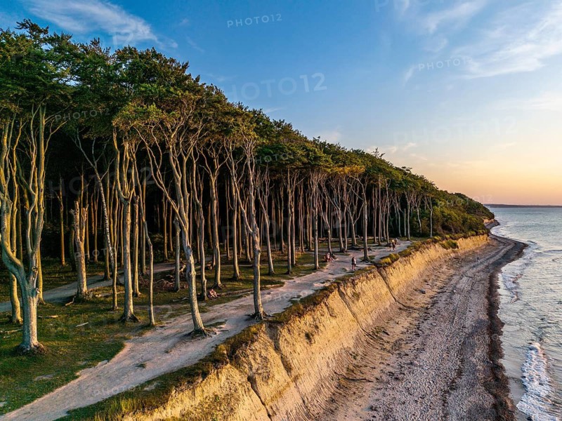Ghost forest at the golden hour, Nienhagen, Germany