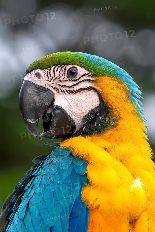 Young Yellow-breasted Macaw (Ara ararauna) in Jomtien, Thailand