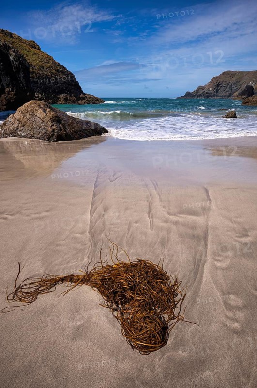 Algae washed up on sand, coastal landscape, coast, rock formations, rocks, sandy beach, beach, sea, Kynance Cove, Mount's Bay, Lizard Peninsula, peninsula, Cornwall, England, Great Britain, Great Britain