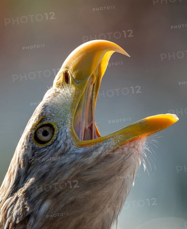 Accipitriformes, Haliaeetus albicilla, white-tailed eagle, eagles, eagles, birds of prey, high size, portrait format, raptors, birds