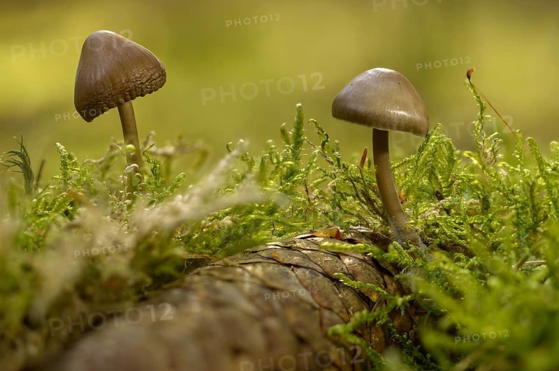 Spruce cone helmet, mycena plumipes, mycena strobilicola, cone helmet, fungi, fungi
