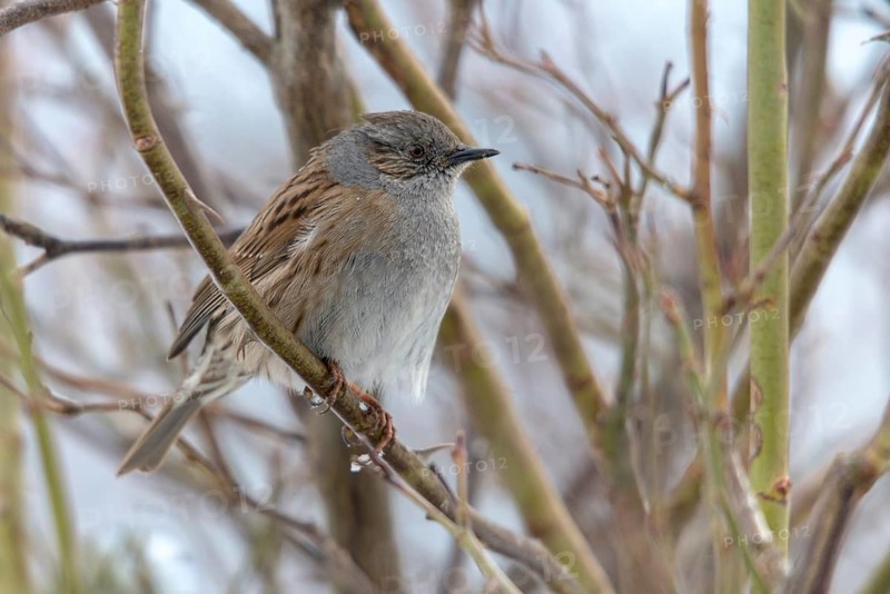 Dunnock, Dunnock, Prunella modularis, birds, males, passeri, songbirds, birds