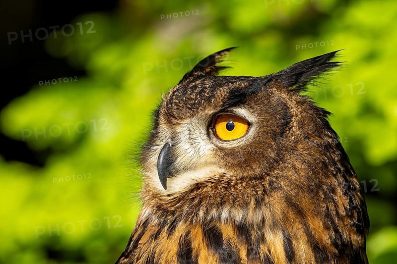 Owl in profile with yellow eyes and a green background in the sunshine, eagle owl (Bubo bubo), adult, animal portrait, alert, Bohemian Forest, Czech Republic