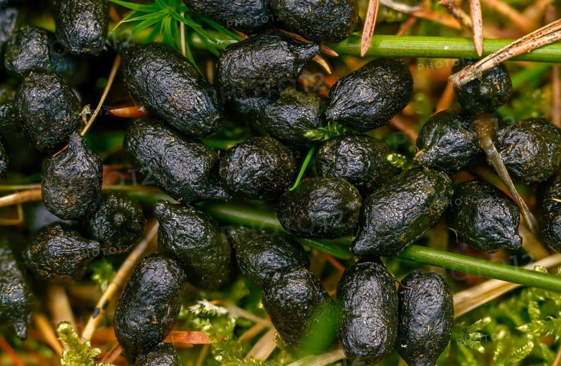 Artiodactyla, Capreolus capreolus, even-toed ungulate, cloven-hoofed, roe deer, roe deer, droppings, dung, feces, solution, mammals, dung, mammals