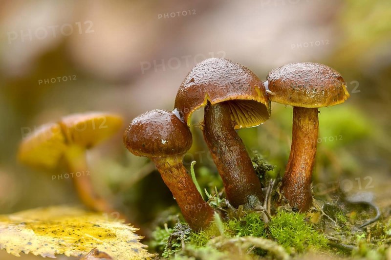 Common jumbled head, inocybe carbonaria, inocybe lacera, cracked mushroom, spindle-spored cracked mushroom, fungi, fungus, torn fibrecap