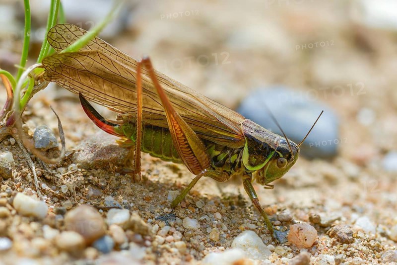 Grasshoppers, deciduous locusts, Metrioptera roeselii, Roesel's bush cricket, Rösel's bite deterrent, tettigoniidae, bog bush cricket, Ensifera, grasshoppers, insects, long-feeler scare
