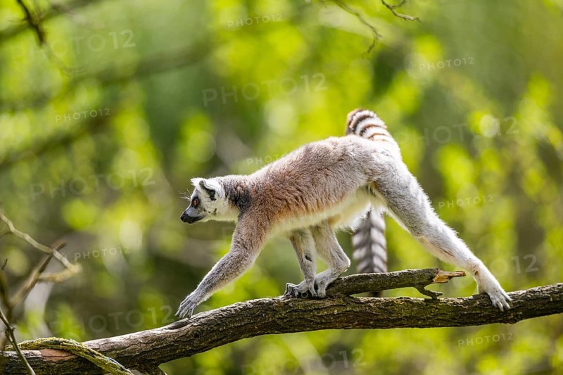 Ring-tailed lemur (Lemur catta) climbing in a tree, captive, Germany