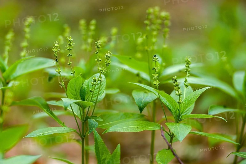 Perennial bingel herb, perennial bingel herb, dog's mercury, mercurialis perennis, mercurialis perennis agg., wild bingel herb, wild hemp, flora, plants, plants