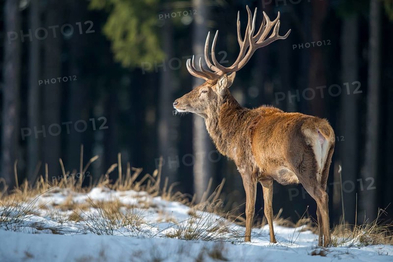 Artiodactyla, Cervus Elaphus, even-toed ungulate, cloven-hoofed, red deer, deer, deer, mammals, snow, mammals, winter