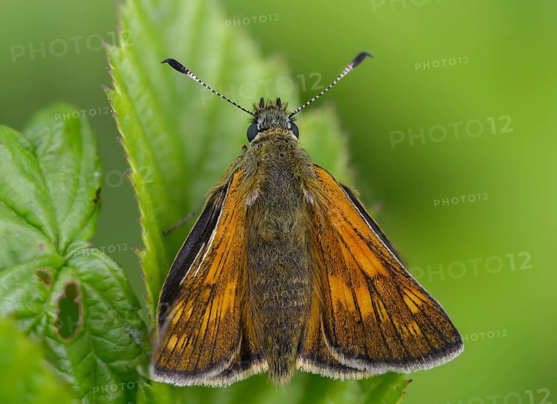 Large skipper, ochlodes sylvanus, ochlodes venatus, rust-spotted thighead, butterfly, thick-headed butterfly, insects, butterflies, butterflies