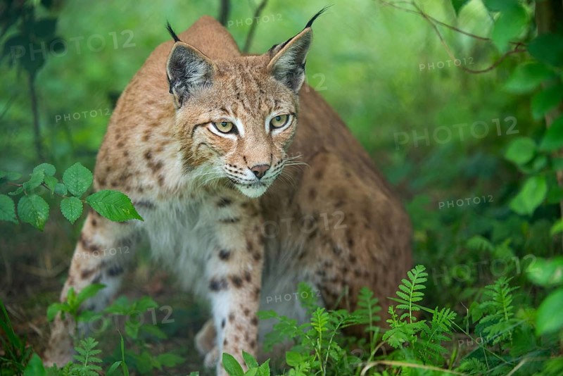 Carnivora, Eurasian lynx, felis lynx, lynx, predators, mammals, raptors, mammals