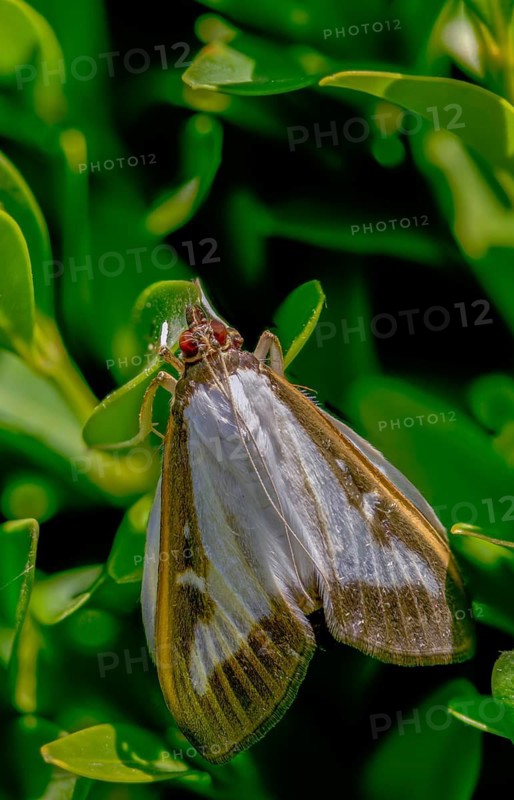 Box tree moth, boxwood moth, boxwood moth, cydalima perspectalis, moth, high size, portrait format, insects, moths, butterflies