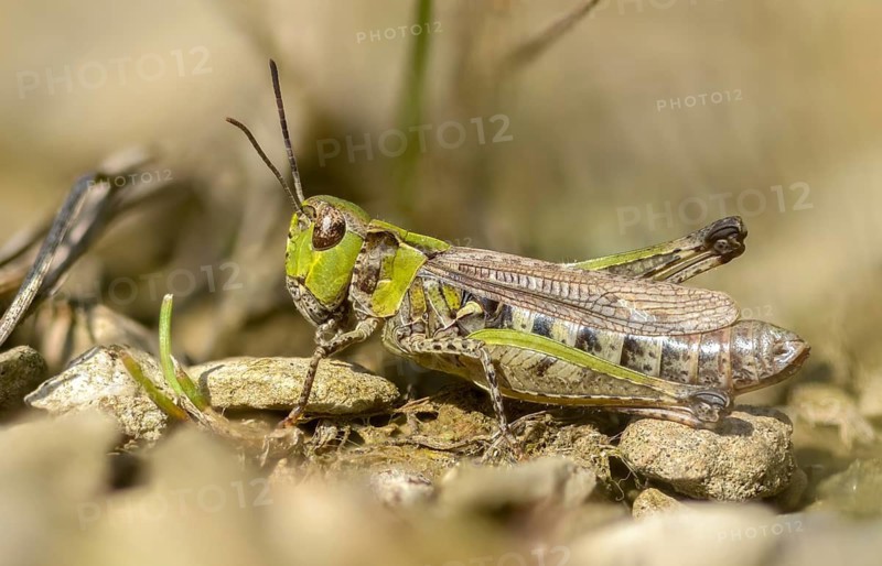 Acrididae, caelifera, field locusts, gomphocerinae, grasshoppers, heather grasshoppers, small heather grasshoppers, short-feeler scare, stenobothrus stigmaticus, grasshoppers, insects, lesser mottled grasshoppers