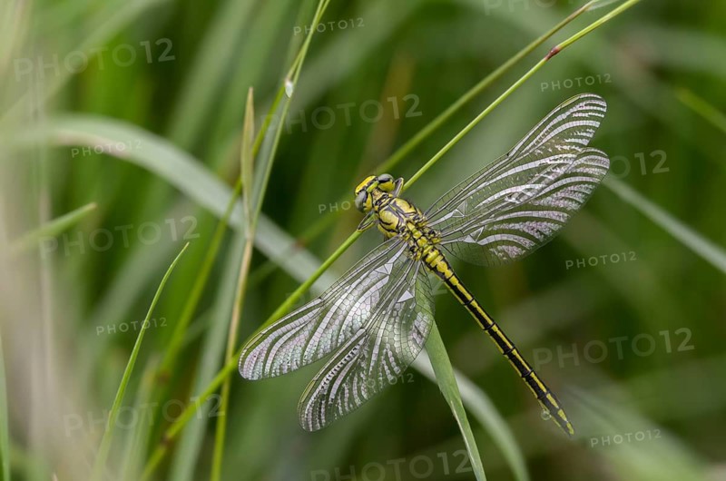 Rivermaids, Gomphidae, Gomphus Pulchellus, Wedgemaid, Western Clubtail, Western Wedge Maiden, Anisoptera, Damselflies, Dragonflies, Insects, Dragonflies, Odonata