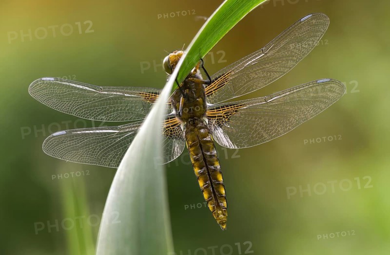 Broad-Bodied Chaser, Libellula Depressa, Flatbelly, Anisoptera, Dragonflies, Freshly Hatched, Insects, Dragonflies, Odonata, Hatching
