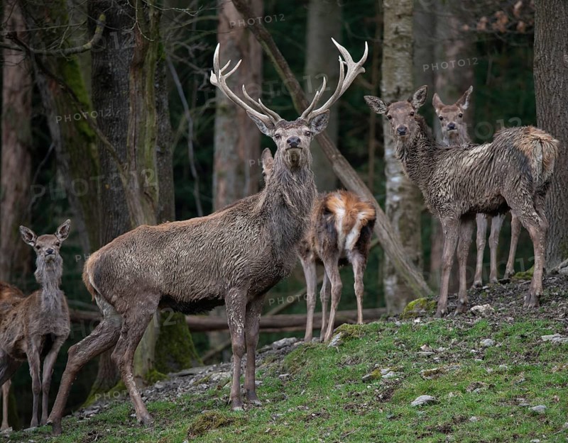 Artiodactyla, Cervus Elaphus, even-toed ungulate, cloven-hoofed, red deer, red deer, deer, mammals, mammals
