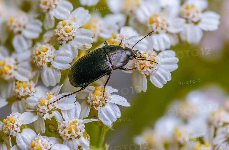 Carabidae, egg-shaped roadstrider, matte black street beetle, oodes helopioides, beetles, coleoptera, insects, beetles, ground beetles