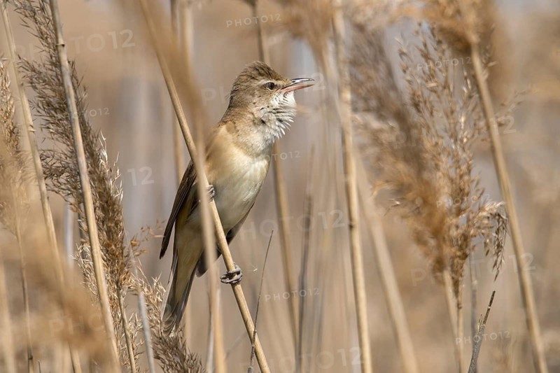 Acrocephalus Arundinaceus, Brandenburg, Germany, Reed Warbler, Nabu, Nabu Project, National Natural Heritage, Grünhaus Nature Paradise, Post-Mining Landscape, Birds, Grünhaus, Passeri, Songbirds, Birds, Warbler