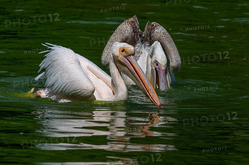 Dalmatian pelicans (Pelecanus crispus), Nuremberg Zoo, Middle Franconia, Bavaria, Germany