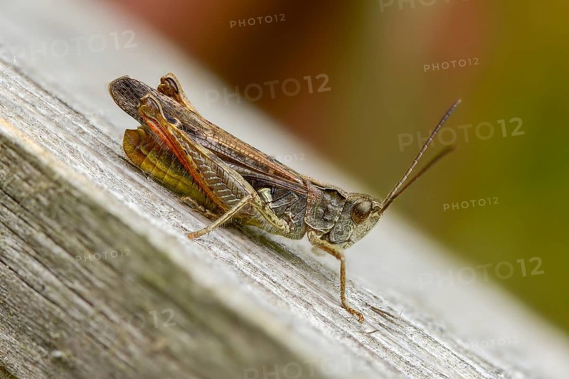 Acrididae, caelifera, field locusts, gomphocerinae, short-feeler, nightingale grasshopper, bow-winged grasshopper, chorthippus biguttulus, grasshopper, grasshoppers, insects, males, males