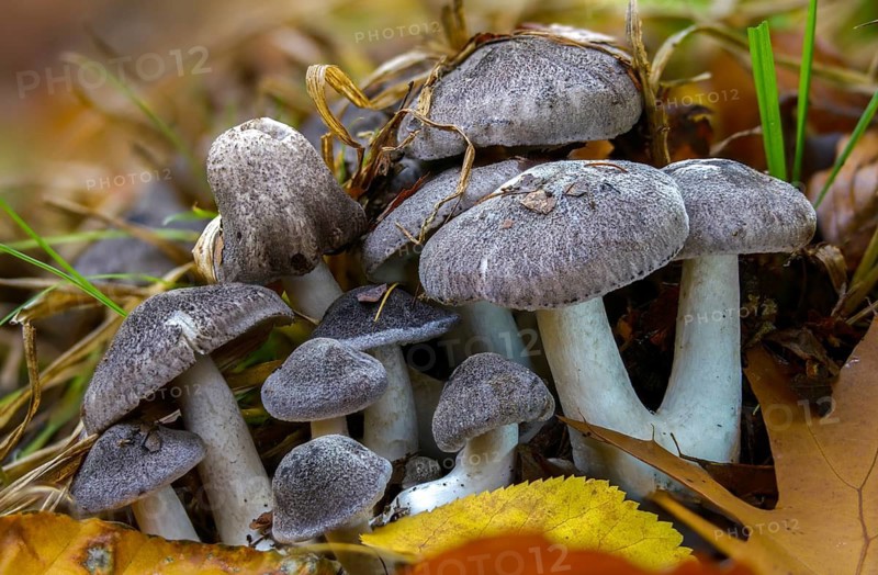 Dark-Scaled Knight, Peppery Scaled Knight, Black-Scaled Earth Knight, Black-Scaled Knight, Tricholoma Atrosquamosum, Tricholoma Murinaceum, Tricholoma Nigromarginatum, Fungi, Fungi, Fungi