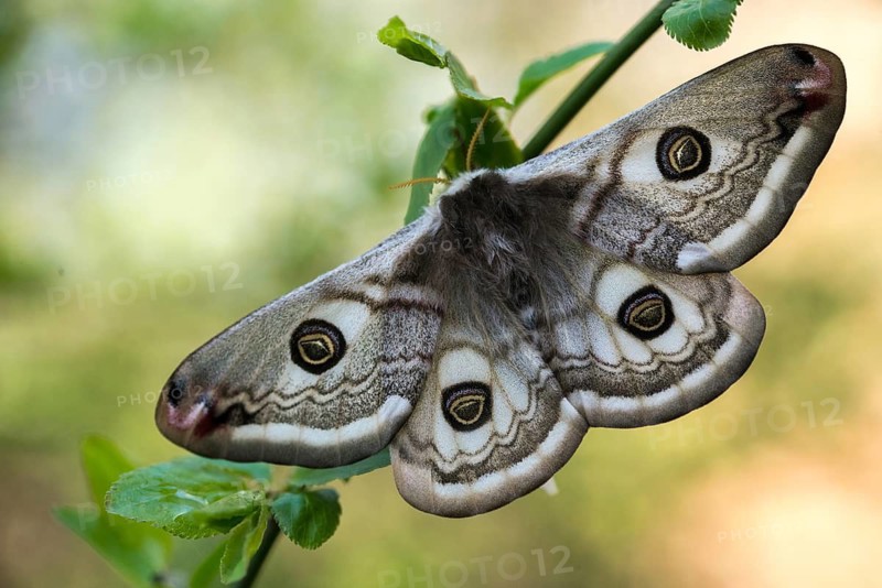 Emperor Moth, Little Peacock Eye, Saturnia Pavonia, Butterfly, Female, Insects, Moths, Moths, Moth, Butterfly, Female