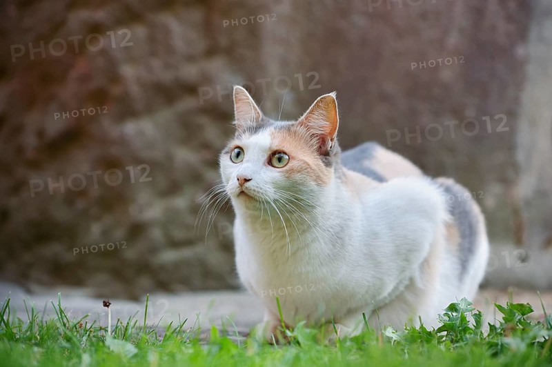Domestic cat, tortoiseshell cat, North Rhine-Westphalia, Germany