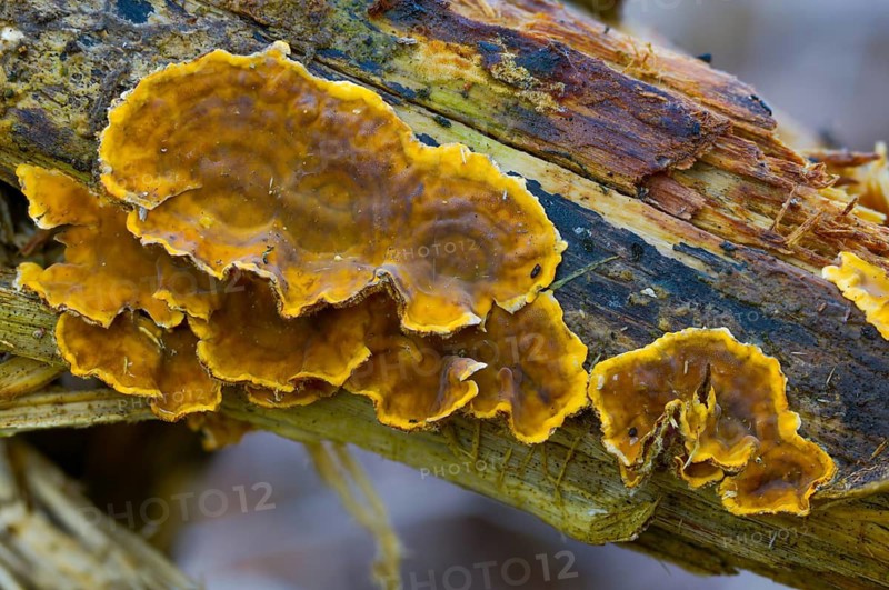 Auricularia Reflexa, Corticium reisneri, stratified mushroom, stereum hirsutum, stereum leoninum, stereum persoonianum, weedy layered mushroom, thelephora hirsute, false turkey tail, fungi, fungus, hairy curtain crust, mushrooms