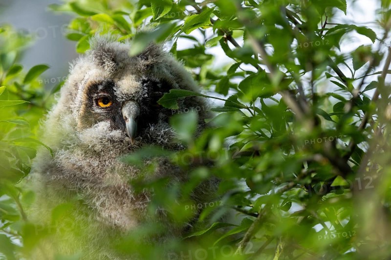 A young owl chick sits well hidden behind leaves and watches intently, Long-eared Owl (Asio otus), young bird hidden in a tree, Ästlinge, Mecklenburg-Western Pomerania, Rügen, Germany