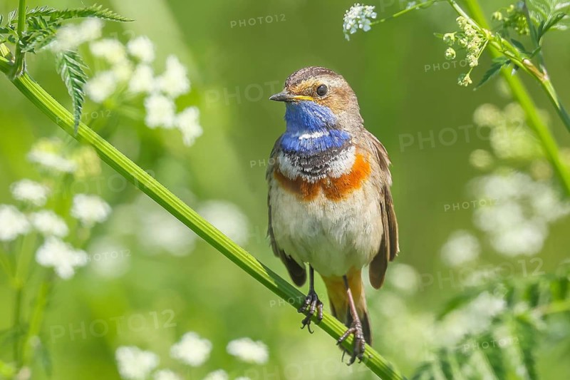 White-starred bluethroat (Luscinia svecica cyanecula), male, sitting in meadow chervil (Anthriscus sylvestris), songbird, wildlife, Ochsenmoor, nature photography, Dümmer See nature park Park, Hüde, Lower Saxony, Germany