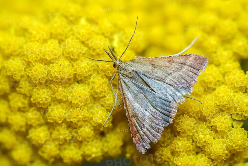 Olive-brown moth, pyrausta cespitalis, pyrausta despictata, moth, insects, moths, moths, butterflies, straw-barred pearl