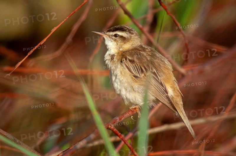 Acrocephalus Schoenobaenus, Sedge Warbler, Birds, Passeri, Songbirds, Birds, Warbler