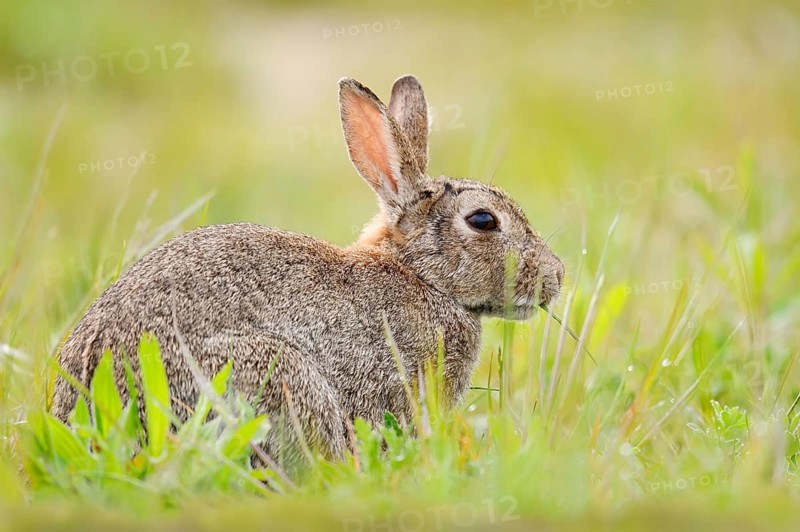 A wild rabbit (Oryctolagus cuniculus) sitting in a meadow, North Rhine-Westphalia, Germany