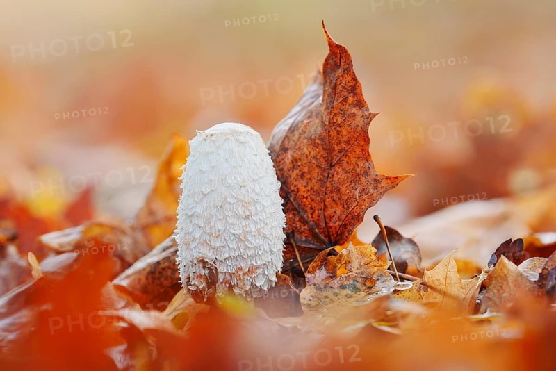 Shaggy ink cap (Coprinus comatus) amongst autumn leaves, North Rhine-Westphalia, Germany