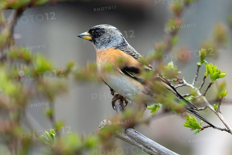 Mountain finch, brambling, fringilla montifringilla, birds, passeri, songbirds, birds